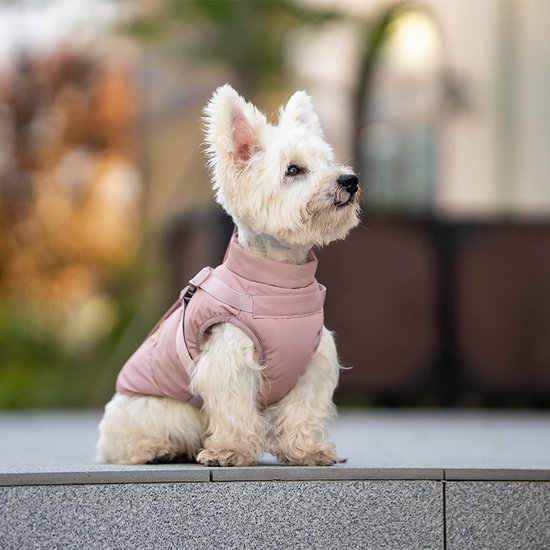 Zittende witte hond die een roze hondenjas draagt, kijkend naar de zijkant.