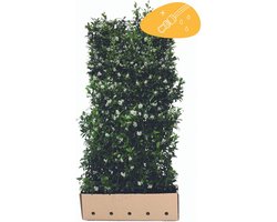 Set van 3 | Trachelospermum jasminoides kant-en-klaar haag 180 cm - Bloeiende plant - Geurend - Snelle groeier - Wintergroen**Inclusief GRATIS druppelslang**