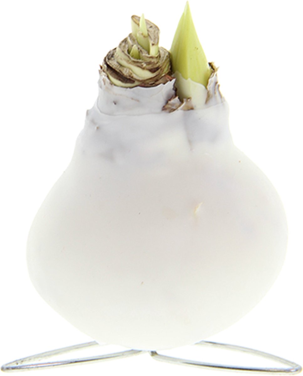 Bloomique - Amaryllis Bol in Witte Wax - Kolibri Wit - Bloembol - No Water Flowers - Kerstversiering - Hoogte 10-20 cm bij Levering - Groeit tot 30-50 cm - 7cm diameter