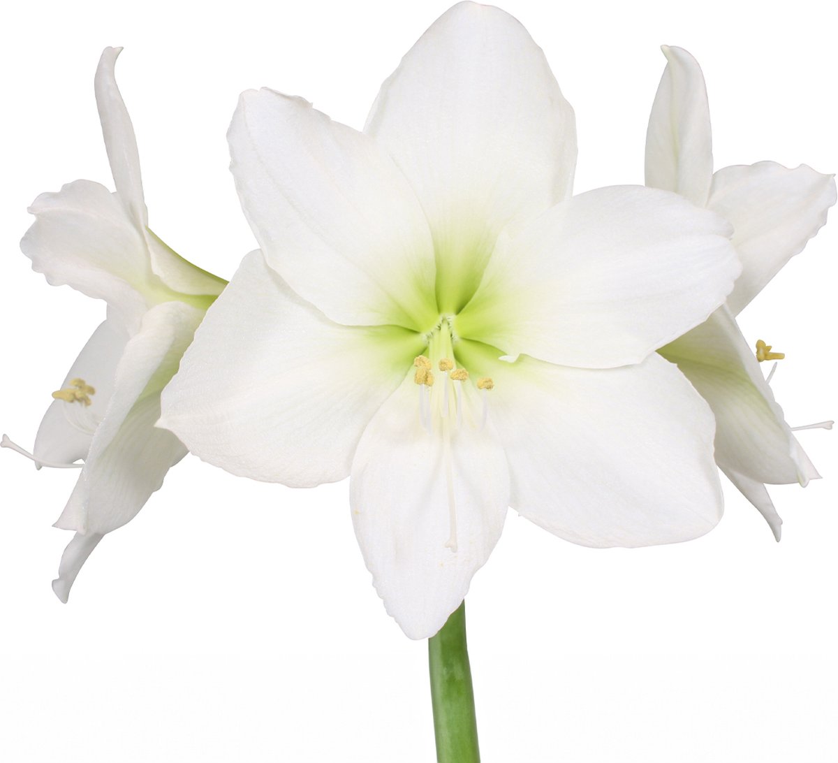 WLplants - Amaryllis Bol - in een stijlvolle jasje van wax - Bloembol
