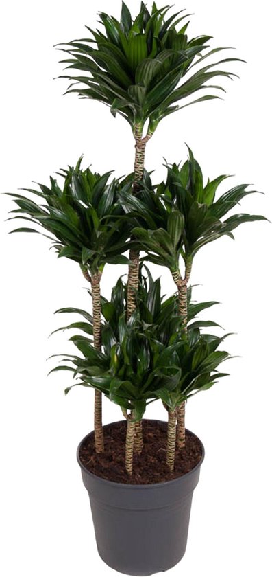 Diepgroene plant binnen Dracaena Compacta Carrousel - 130 cm hoogte - ø31 - halfschaduw lichtomstandigheden