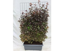 Green Harmony| Physocarpus opulif. Lady in Red - blaasspirea - Kant-en-Klaar Haag - 120 x 180 cm