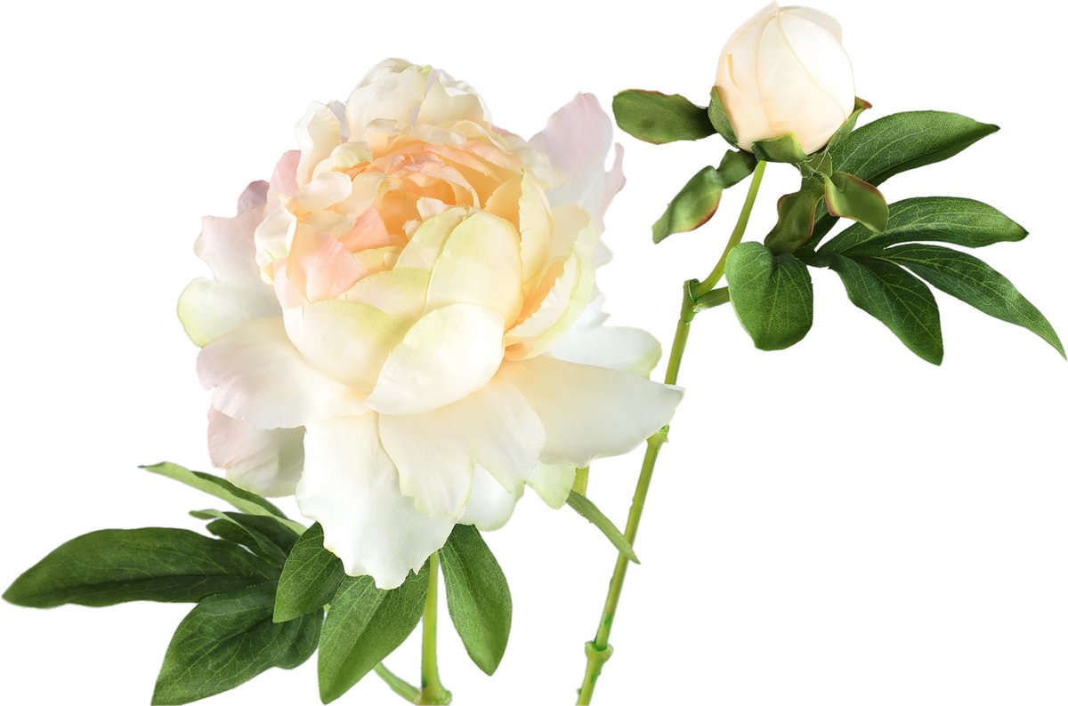 PTMD Peony Flower Yellow Open With Bud