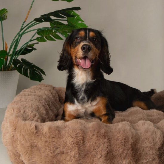 Scruffs - Alpine Box Bed - Lit pour Chien - Taupe - M