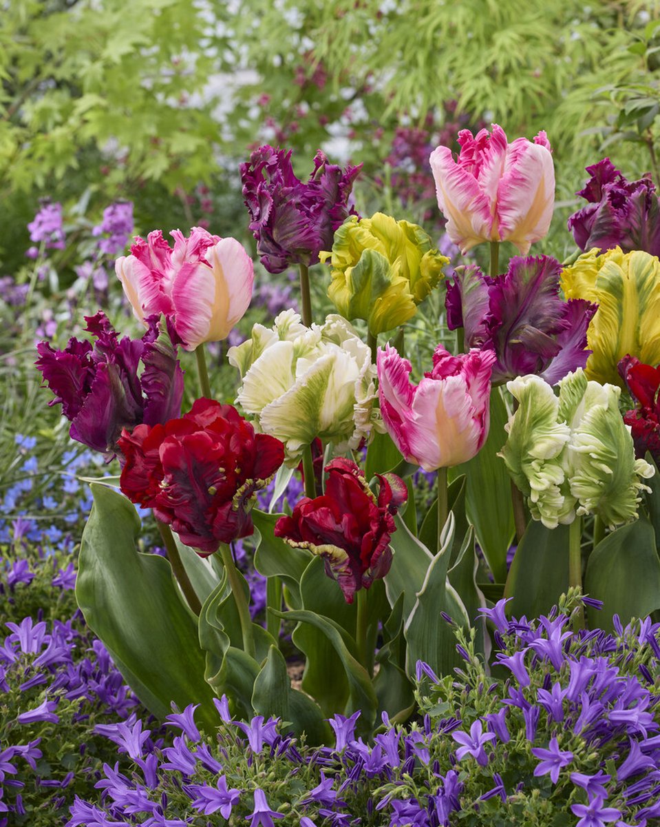 Parkiettulp Mix | 10 stuks | Tulpenbollen