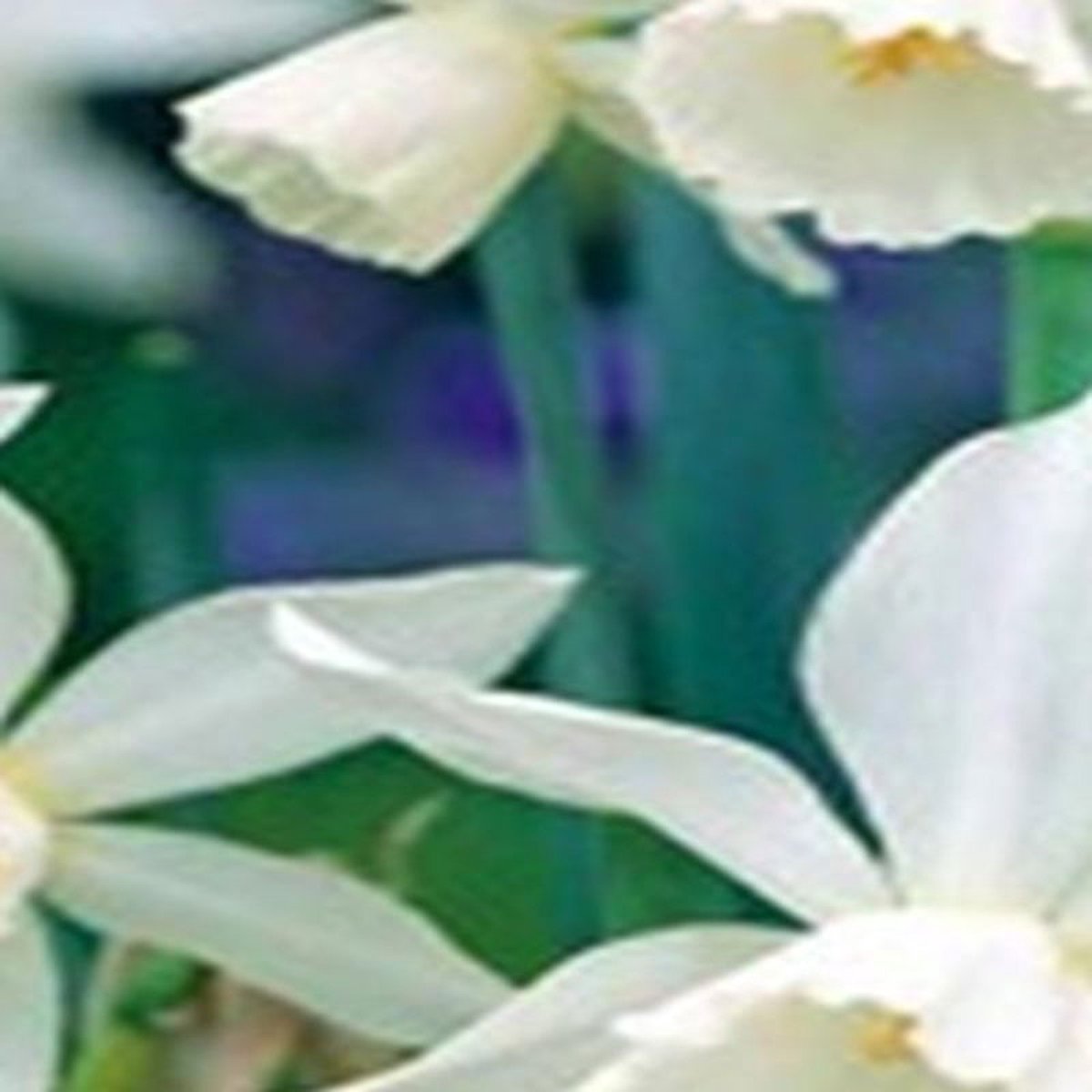 JUB - Narcissus triandrus Thalia