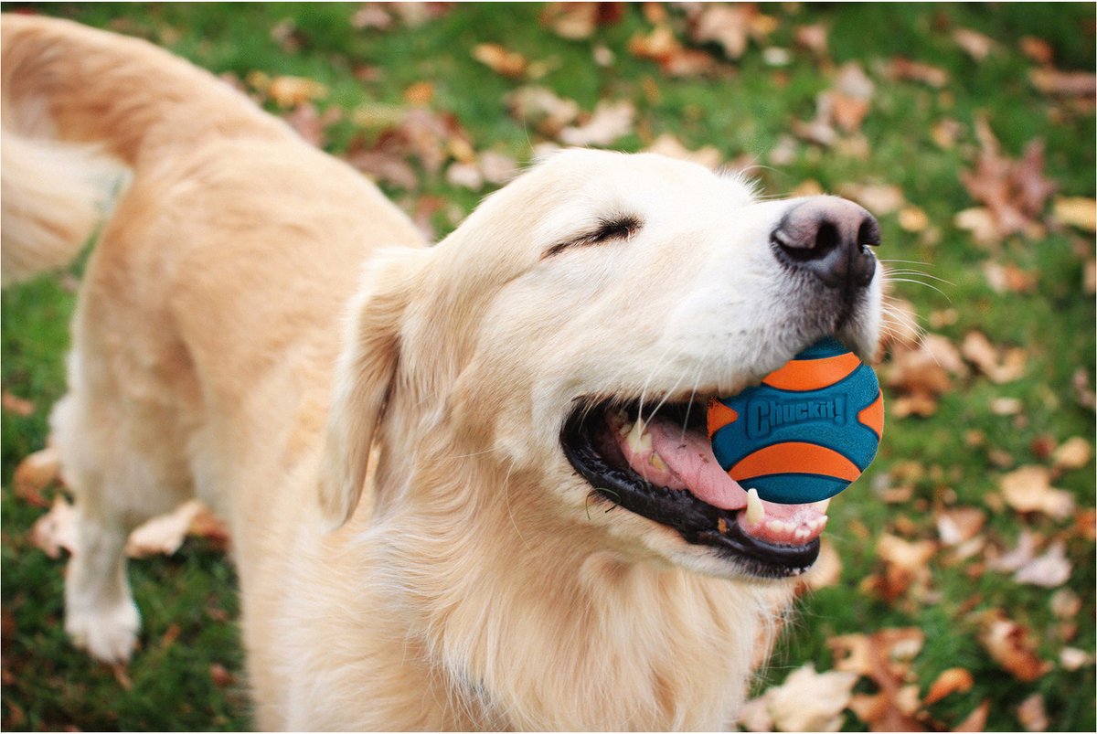 Chuckit! Ultra Ball – Hondenspeelgoed – Hondenbal – Apporteerspeelgoed – S – Ø 5 cm – Oranje/Blauw - 2 Stuks thumbnail 4