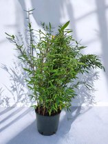Fargesia Nitida Black Pearl - Niet Woekerende Bamboe Planten - 1 stuk - 100+ cm in 10 Liter pot (25.5 cm diameter) - Winterhard - Groenblijvend - Bamboe - Fargesia - Bamboe en Siergrassen