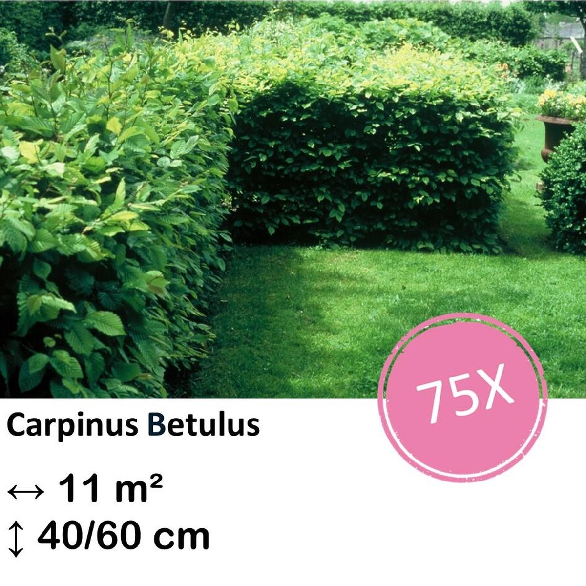 Green Harmony| Carpinus Betulus - Kale wortel
