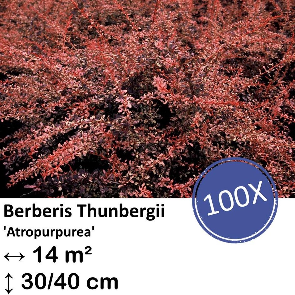 Green Harmony| Berberis thunbergii 'Atropurpurea' - 30-50cm - kale wortel