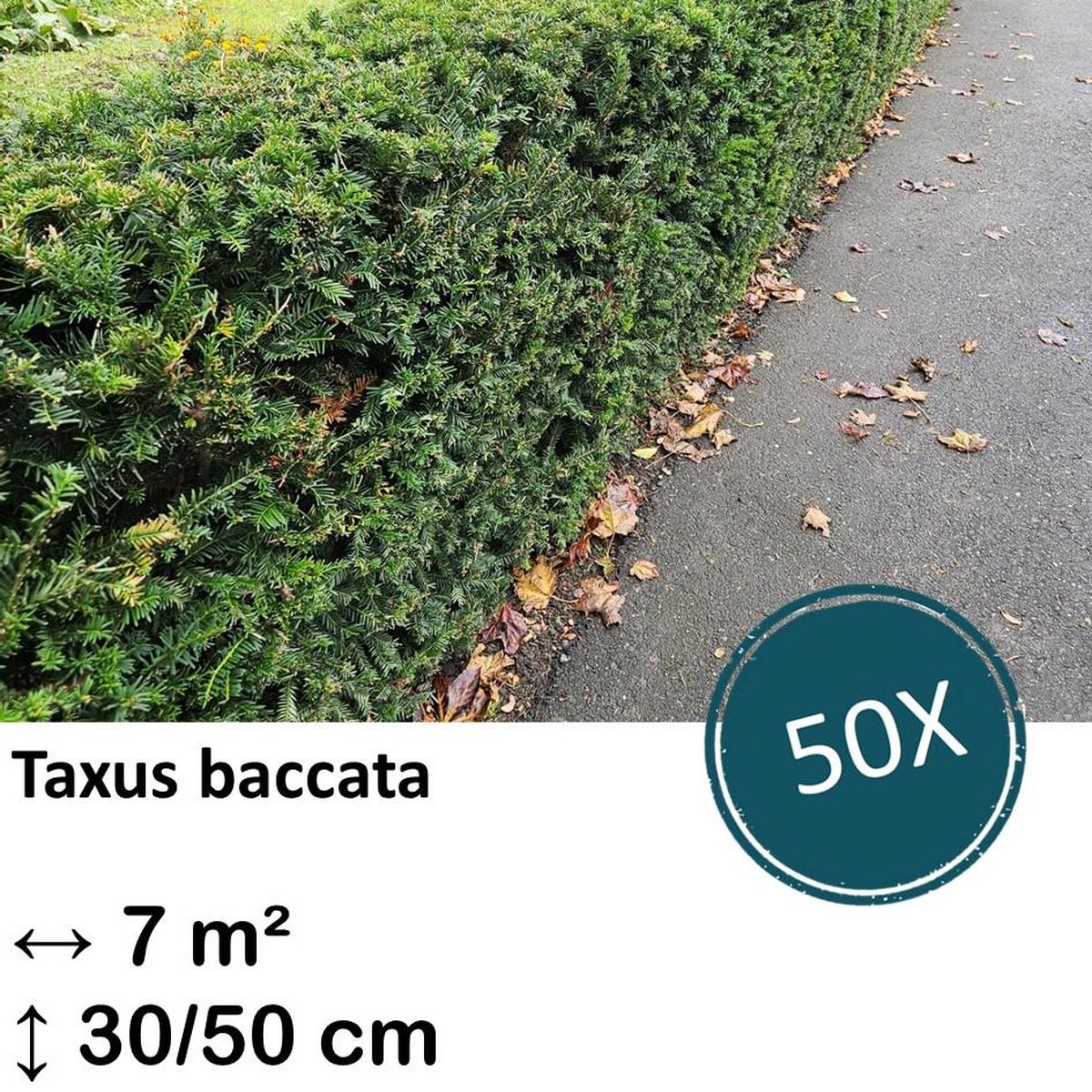 Green Harmony| Taxus baccata - 30-50cm - kale wortel
