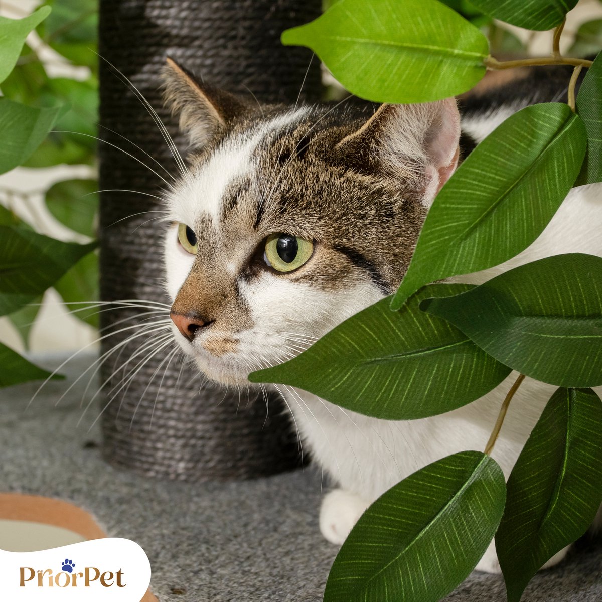 Krabpaal met bladeren, stabiele en ruimtebesparende kattenboom, 4 krasbestendige niveaus en 3 krabzuilen, klimmen, verstoppen, slapen, eenvoudige montage, huisdierveilige en duurzame kattenboom