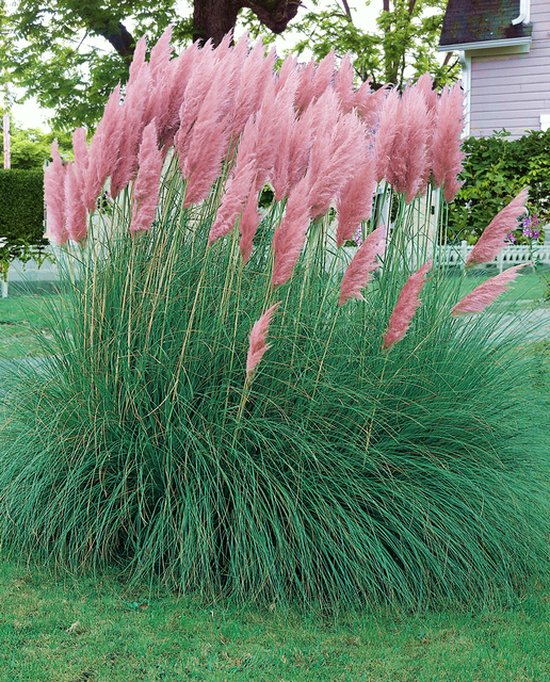 Foto: Cortaderia selloana pink feather pampasgras roze