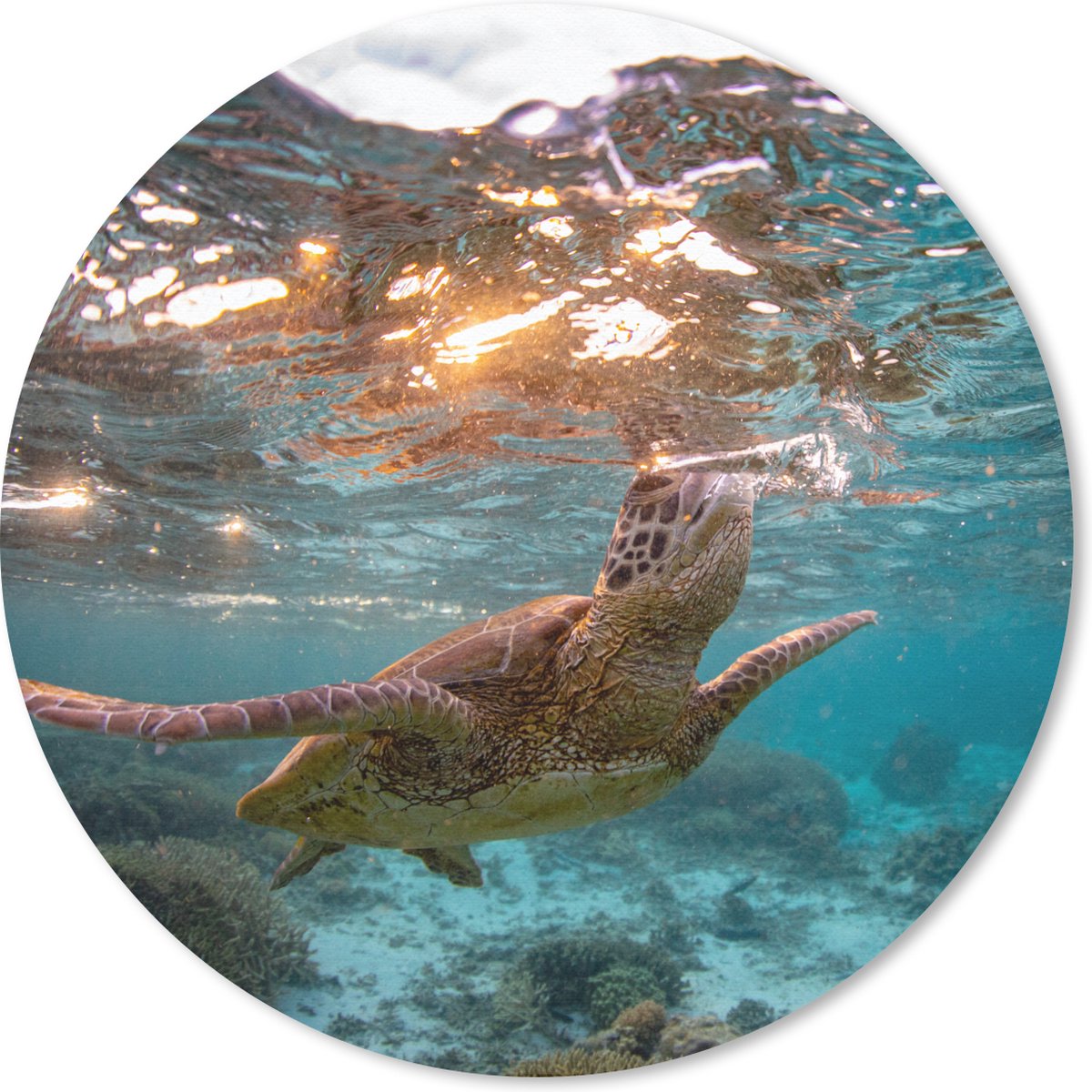 Muismat rond 40x40 cm - Mousepad Zee - Schildpad - Kleuren - Ronde muismatten