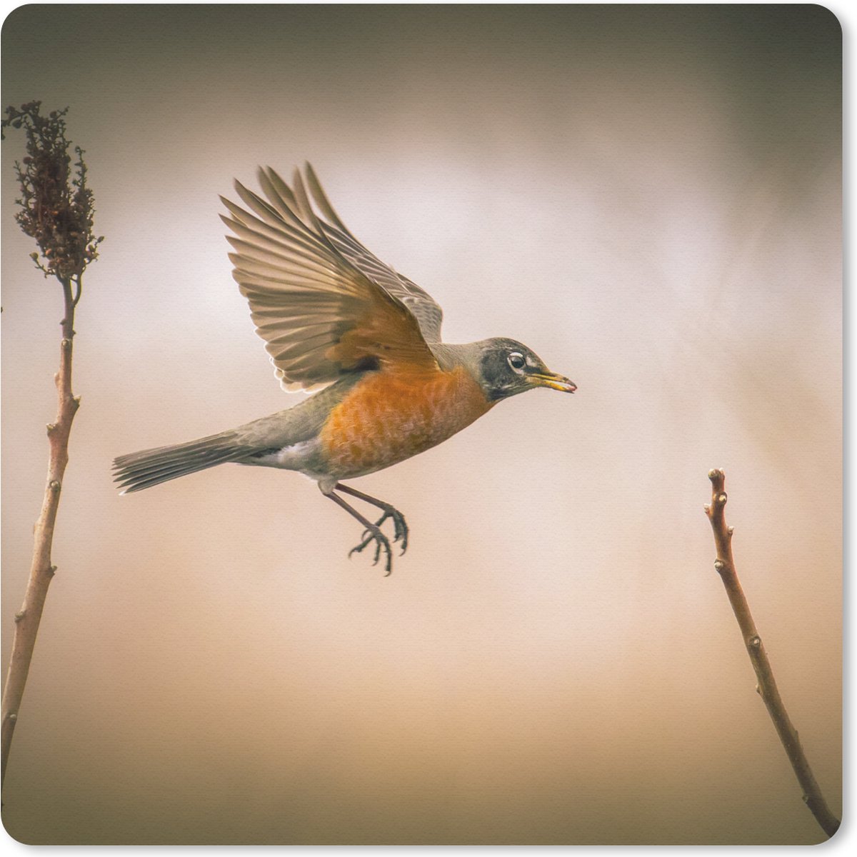 Muismat 20x20 cm - Mousepad Roodborstje - Vleugels - Natuur - Muismatten