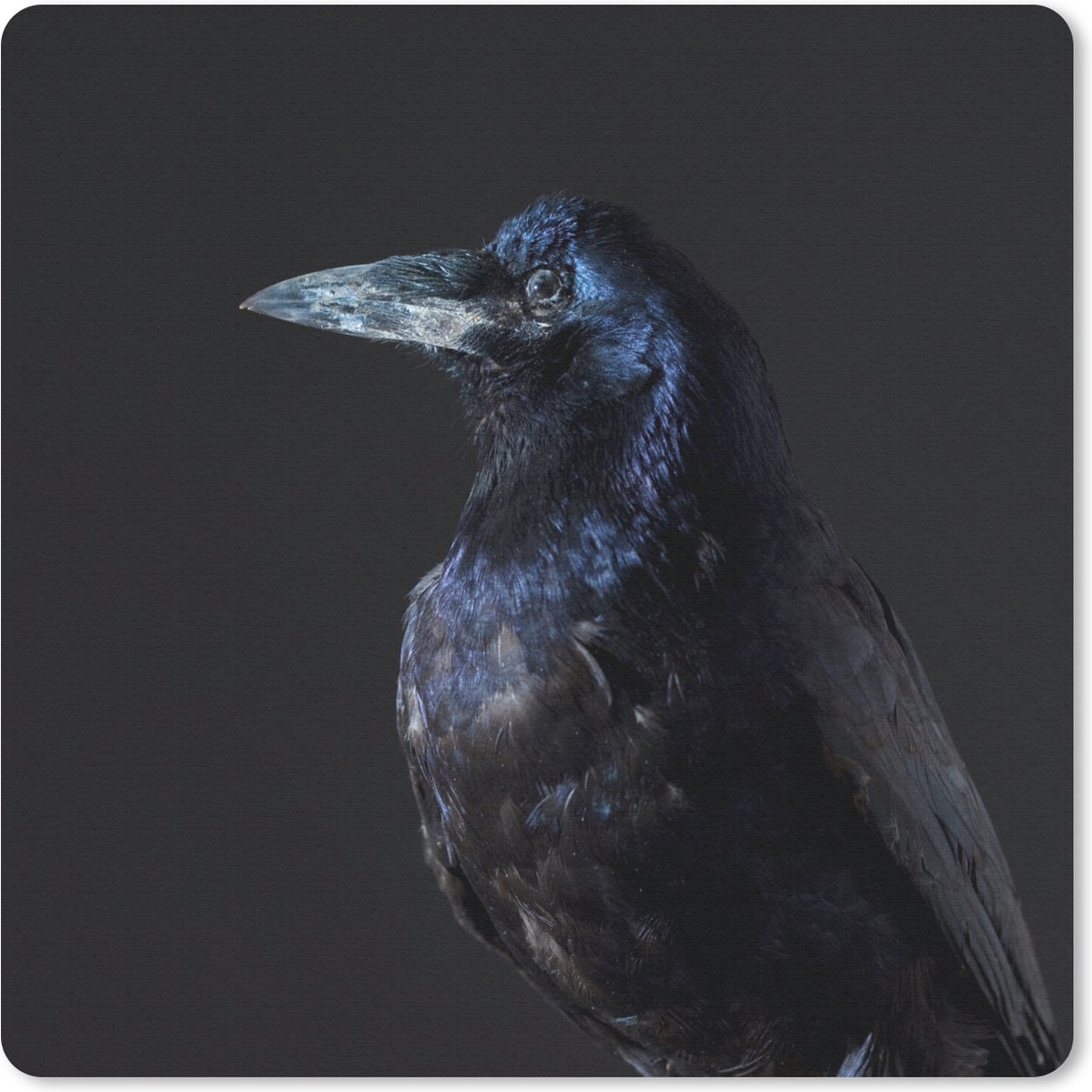 Muismat 20x20 cm - Mousepad Vogel - Dieren - Zwart - Muismatten