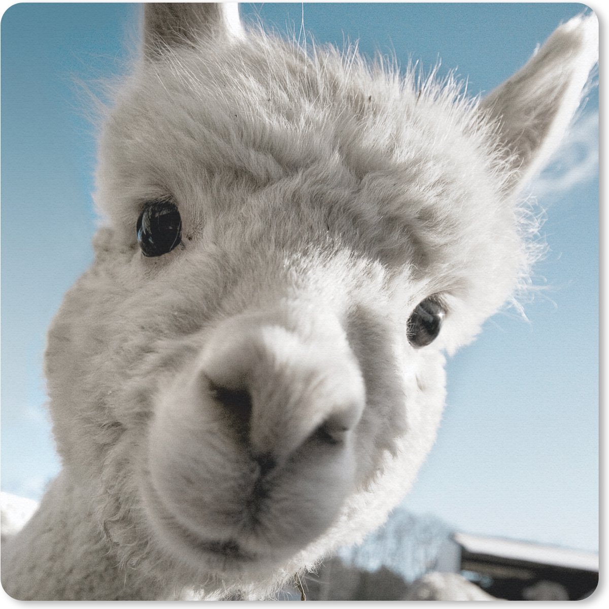 Muismat 20x20 cm - Mousepad Alpaca - Wit - Dier - Muismatten