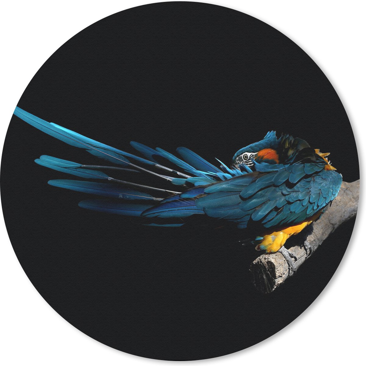 Muismat rond 30x30 cm - Mousepad Vogel - Veren - Tak - Zwart - Ronde muismatten