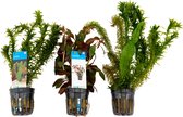 Bloomique - Mix van 3 - Aquarium Planten - Zoetwater Planten - Zuiverend - Zuurstof Planten - Waterpest, Hydrocotyle, Ludwigia - 5-20 cm Hoog