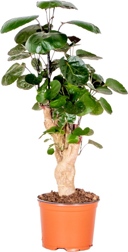 Polyscias 'Fabian per stuk | Sterke tropische kamerplant in kwekers pot ⌀12 cm - ↕40 cm