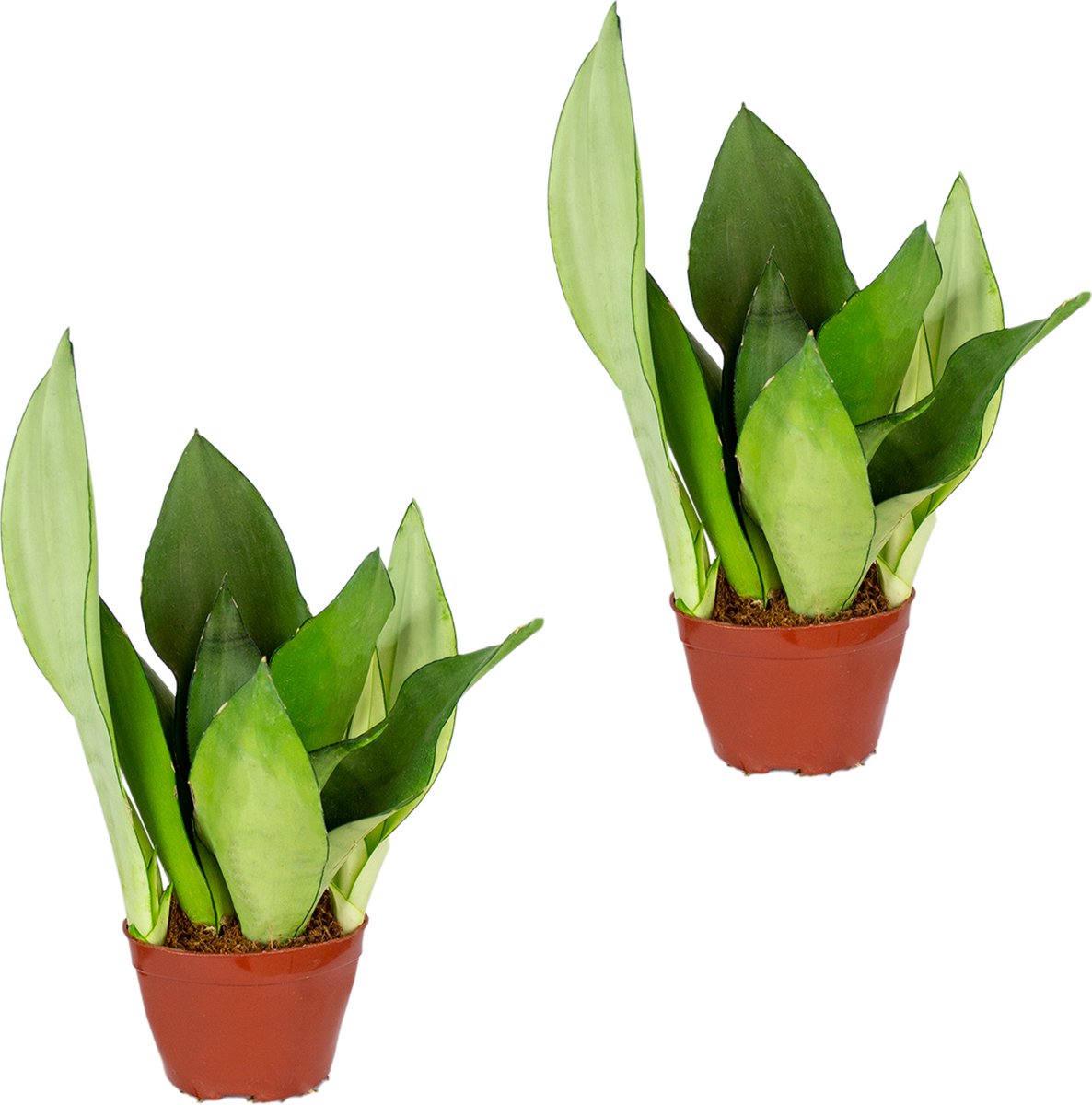 Bloomique - Set van 2 - Sansevieria 'Moonshine' - 20-30 cm - Pot 9 cm - Hoogte 10-20 cm
