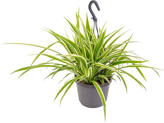 Chlorophytum “variegatum”