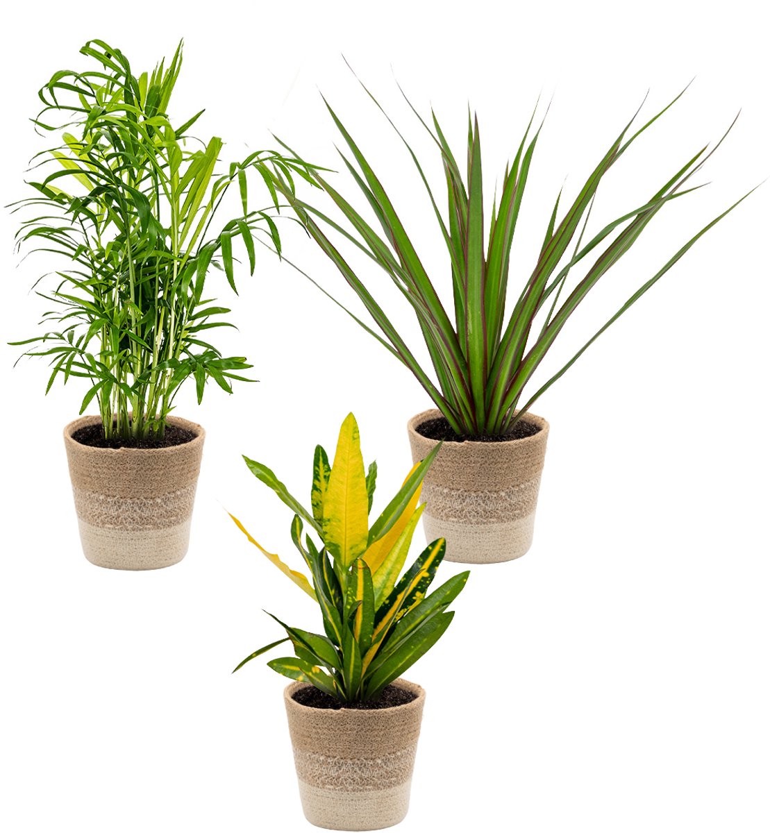 Bol.com Bloomique - Set van 3 - Tropische kamerplanten mix Incl. Jute mand – Luchtzuiverend – - 25-40 cm - Pot 12 cm - Hoogte 35... aanbieding
