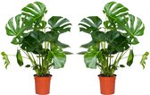 Bloomique - Set van 2 - Monstera Deliciosa - Gatenplant - Kamerplanten - Luchtzuiverend - Gemakkelijk in onderhoud - 70-80 cm Hoog - Pot 21 cm