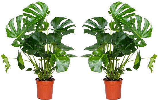 Monstera Deliciosa — Set van 2 — Gatenplant