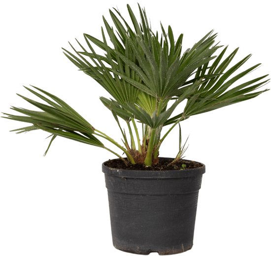 Groene dwergpalm in een zwarte pot.