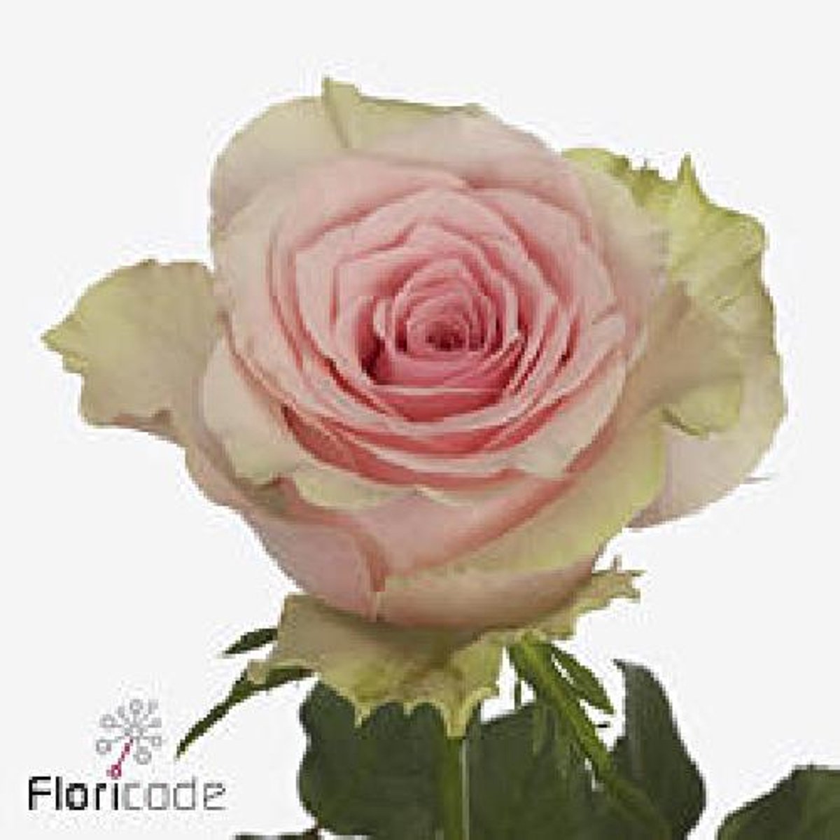 20x Rosa tango 60cm