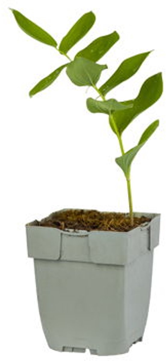 Griffioen - Polygonatum multiflorum