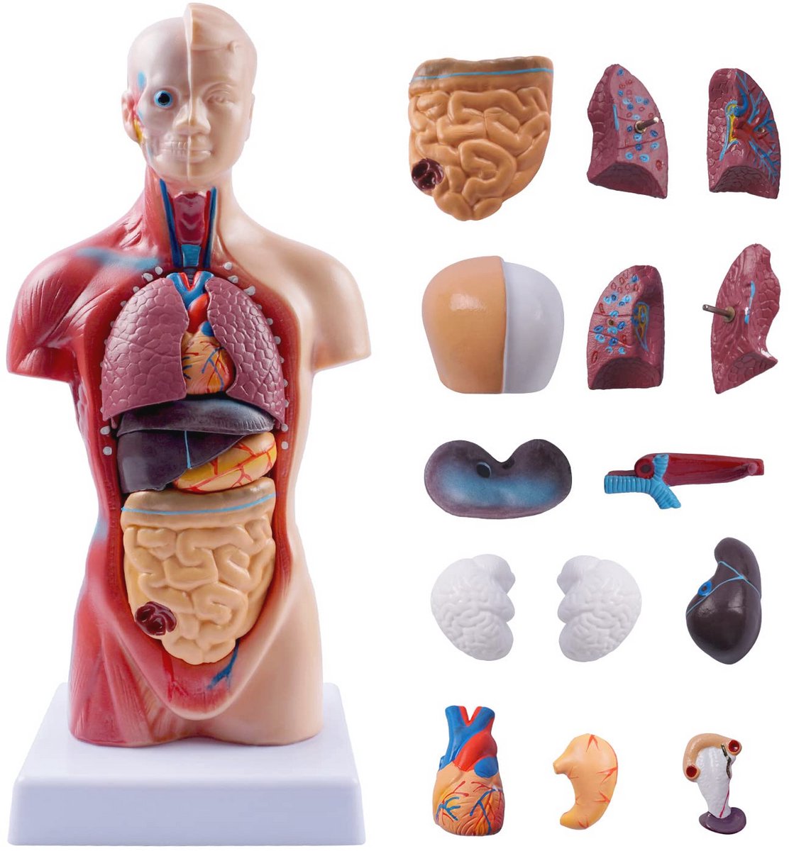 Medisch Torso Model 10,5 inch - Menselijk Lichaam Anatomie Pop met 15 Afneembare Onderdelen voor Educatie
