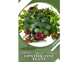 Lipstick Vine Plant