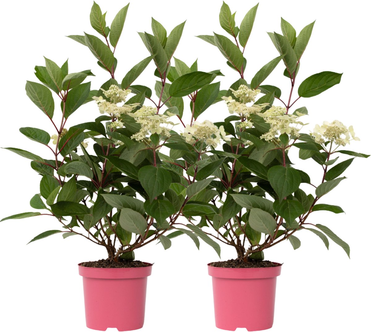Plant in a Box - Hydrangea paniculata Early Harry - Set van 2 - Pluimhortesia - Pot 19cm - Hoogte 25-40cm