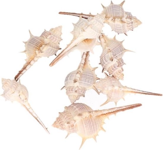 120 g decoratieve schelpen, doe-het-zelf