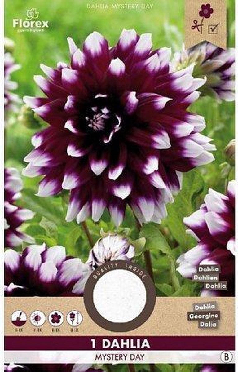 Florex Dahlia Decoratief Mystery Day Paars/wit