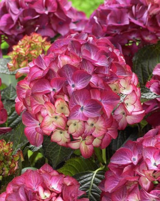 Black Diamonds 3x Zwart bladige Hortensia met een paarse bloem bol