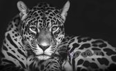 Schilderij - Jaguar in zwart en wit, premium print, 3 maten , Wanddecoratie