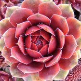 6 x Sempervivum 'Rubin' - Huislook pot 9x9cm