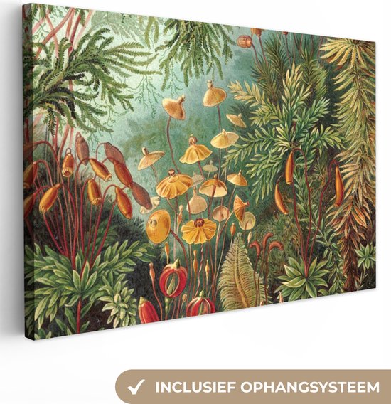 Canvas Schilderij Muscinae - Ernst Haeckel - Planten - 120x80 cm - Wanddecoratie