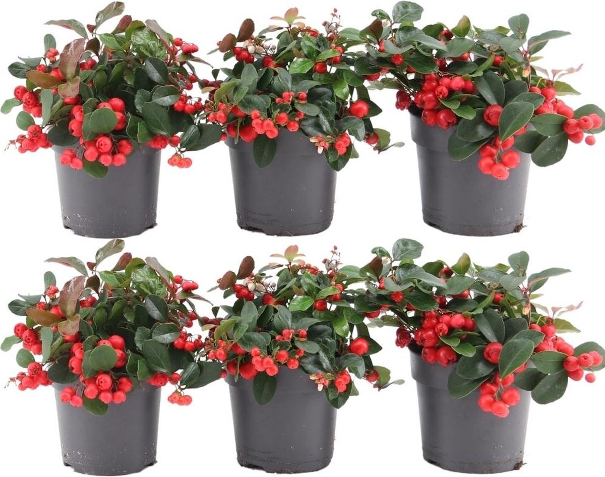 Plants by Frank | set van 6 Bergthee planten | 6x Gaultheria procumbens 'Big Berry' | 12 cm Ø | 15-20 cm hoog | winterharde planten | tuinplanten | planten