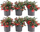 Plants by Frank | set van 6 Bergthee planten | 6x Gaultheria procumbens 'Big Berry' | 12 cm Ø | 15-20 cm hoog | winterharde planten | tuinplanten | planten