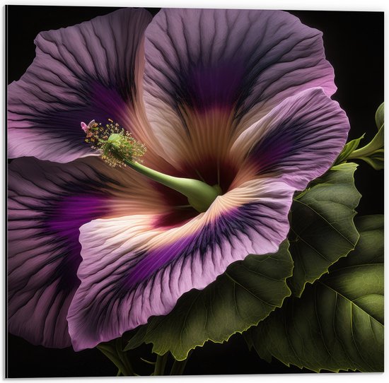 Dibond - Mooie Paarse Hibiscus met Donkere Achtergrond - Bloemen - 50x50 cm Foto op Aluminium (Met Ophangsysteem)