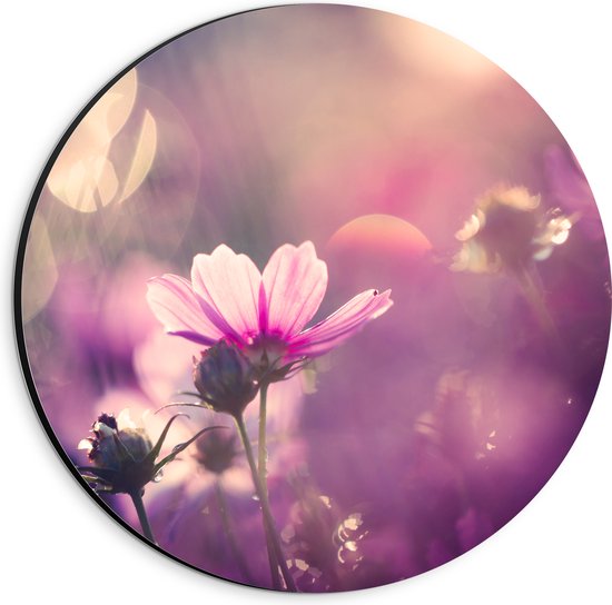 Dibond Muurcirkel - Cosmea Bloemen met Paarse Gloed als Achtergrond - 20x20 cm Foto op Aluminium Muurcirkel (met ophangsysteem)