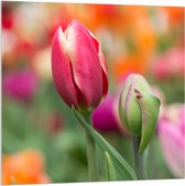 Acrylglas - Donker roze tulpen die nog aan het uitkomen zijn - Bloemen - 100x100 cm Foto op Acrylglas (Met Ophangsysteem)