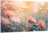 Tuinposter – Roze Chrysanten met Wazige Achtergrond en Oranje Zonlicht - Bloemen - 150x100 cm Foto op Tuinposter (wanddecoratie voor buiten en binnen)