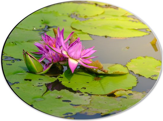 Dibond Ovaal - Paarse Waterlelie Lotusbloem Drijvend op Leliebladeren en Water - 40x30 cm Foto op Ovaal (Met Ophangsysteem)