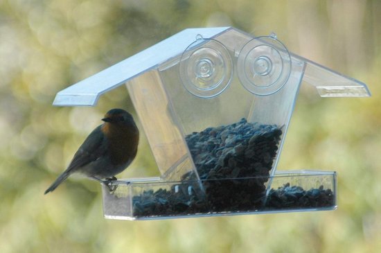 Mangeoire à oiseaux avec ventouses à suspendre à la fenêtre, verre acrylique