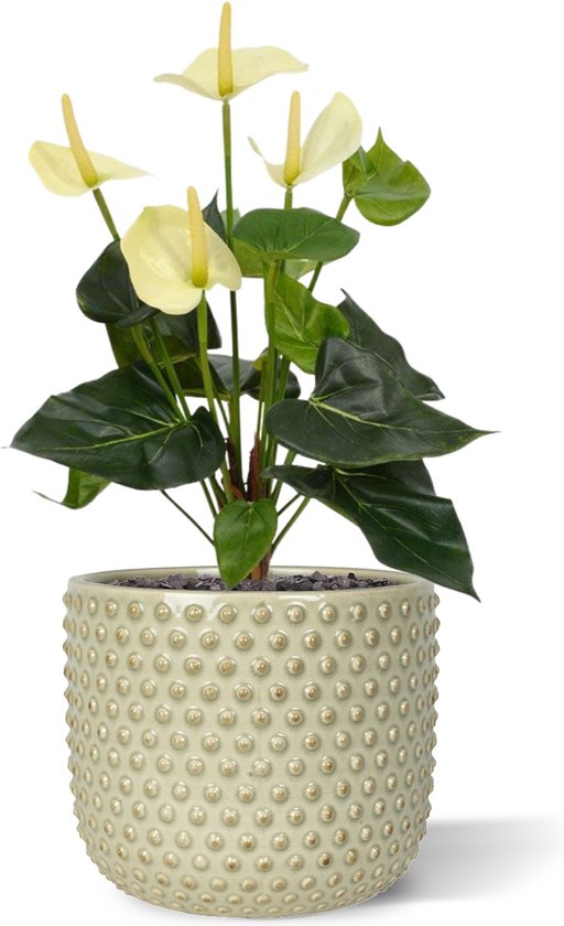 Maxifleur - Bouquet d'Anthurium 40 cm crème